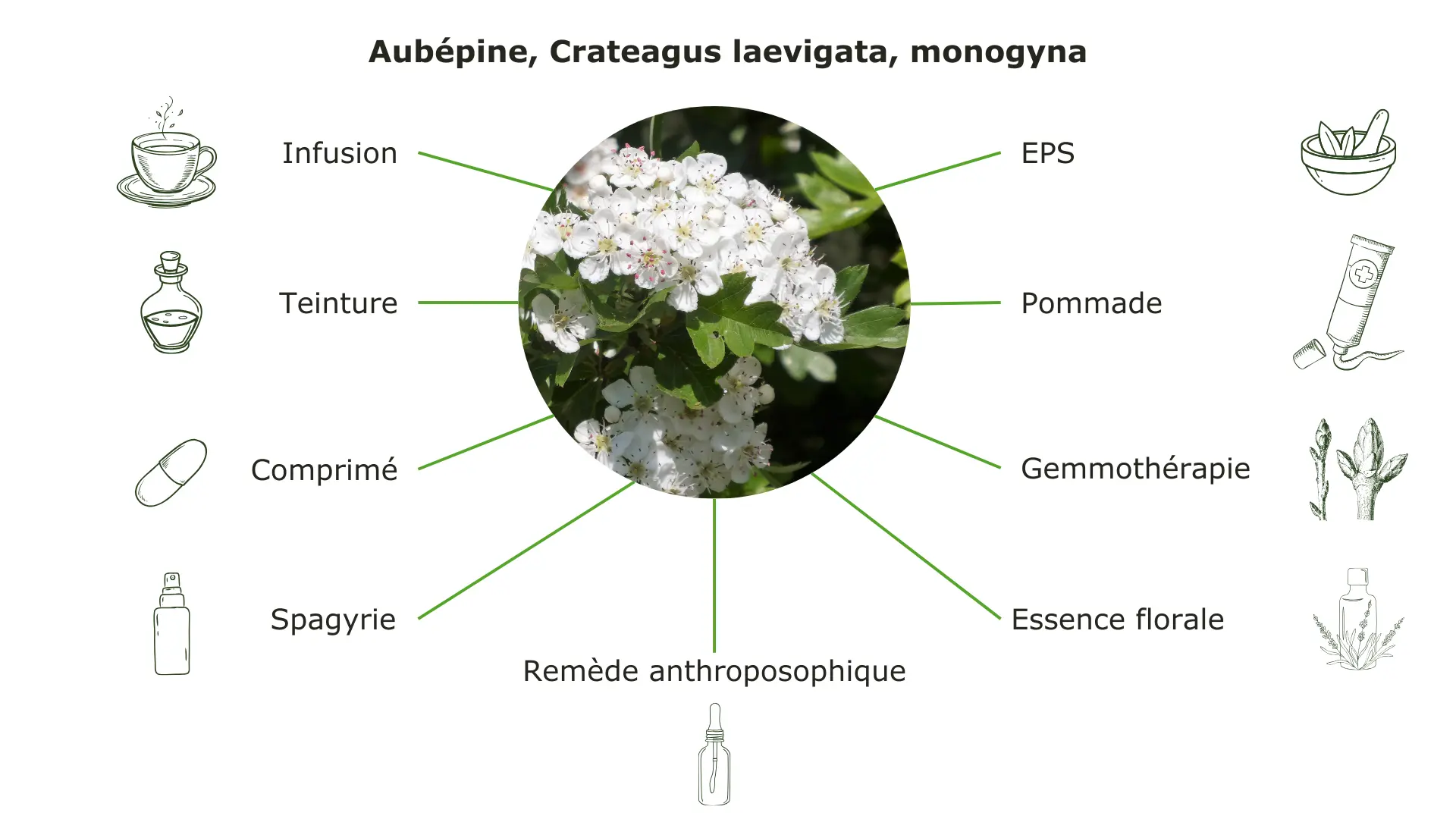 Aubépine Exemple de l'aubépine en naturopathie par Phyto-Balance et Claudia Loibl