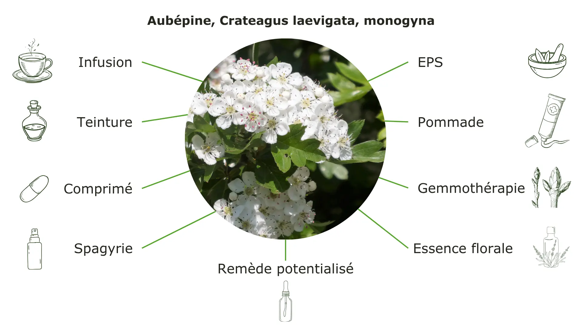 Aubépine Claudia Loibl : phytothérapie avec exemple de l'aubépine