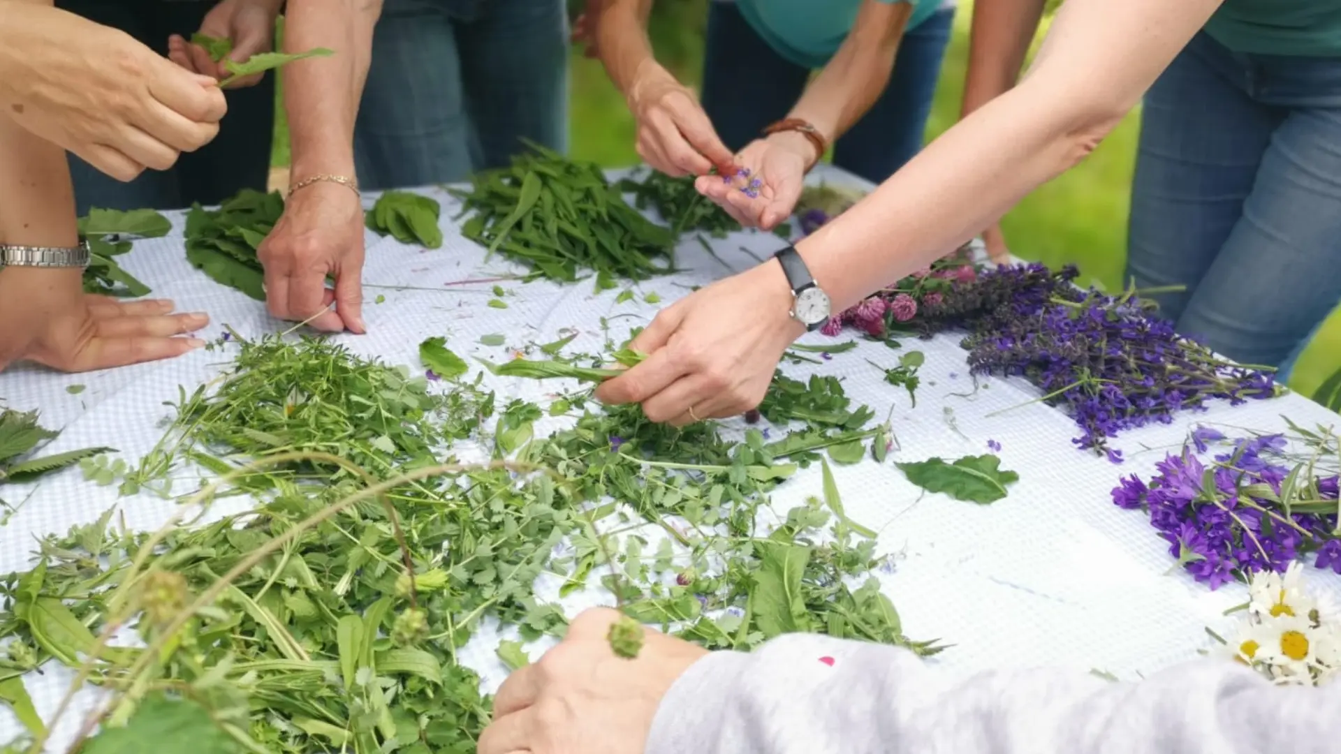 Phyto-Balance à Genève by Claudia Loibl : ateliers plantes